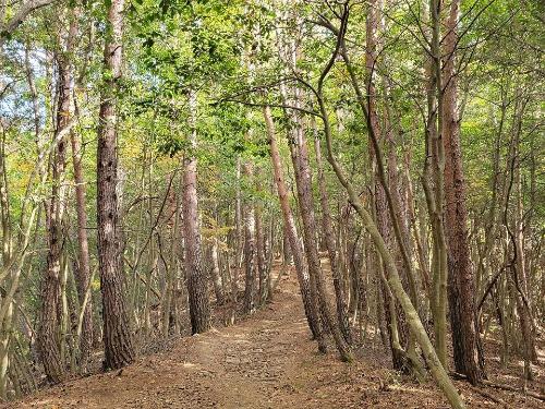 登山道の様子