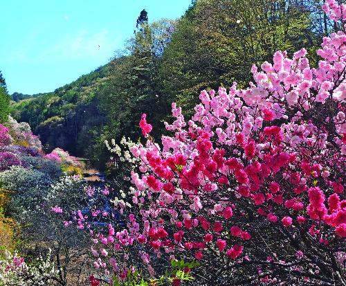 色とりどりに咲き誇る花桃