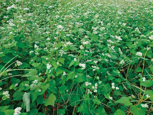 一帯を彩るソバの花