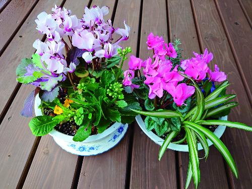 寄せ植えされたシクラメン