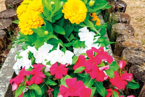 花壇に咲き誇る花々