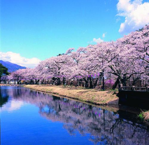 春爛漫の馬見塚公園