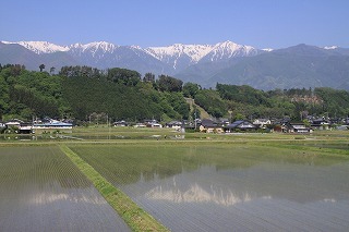 早苗田