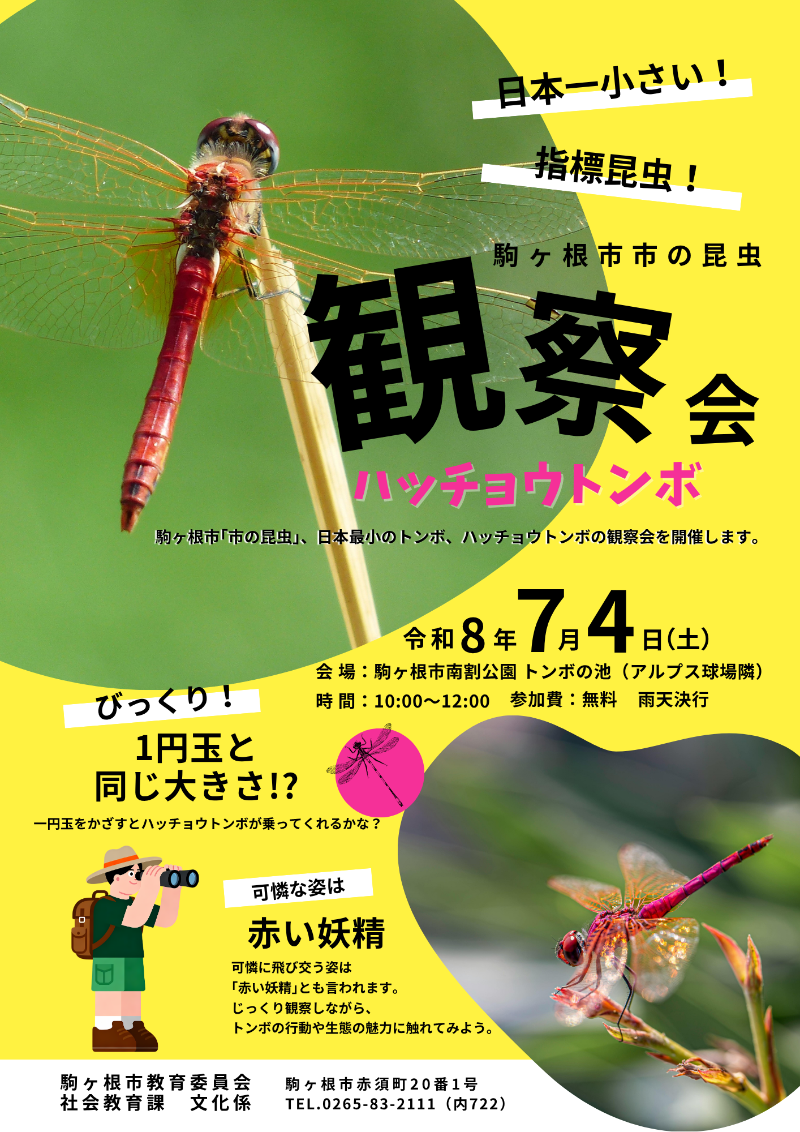 草の先端に赤いトンボが止まっている写真の横には、駒ヶ根市市の昆虫、ハッチョウトンボ観察会と書かれ、その下に開催日時7月4日(土曜日)午前10時から正午。場所は駒ヶ根市南割公園とんぼの池。参加費無料、雨天決行、と書かれているチラシ。