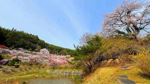 西光のしだれ桜と花桃