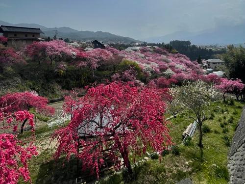 眼下に広がる花桃