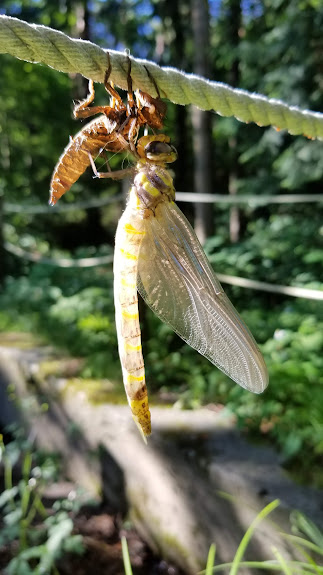 オニヤンマの羽化の様子