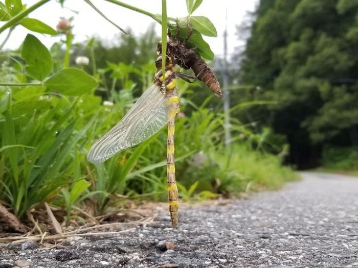 オニヤンマの羽化の様子