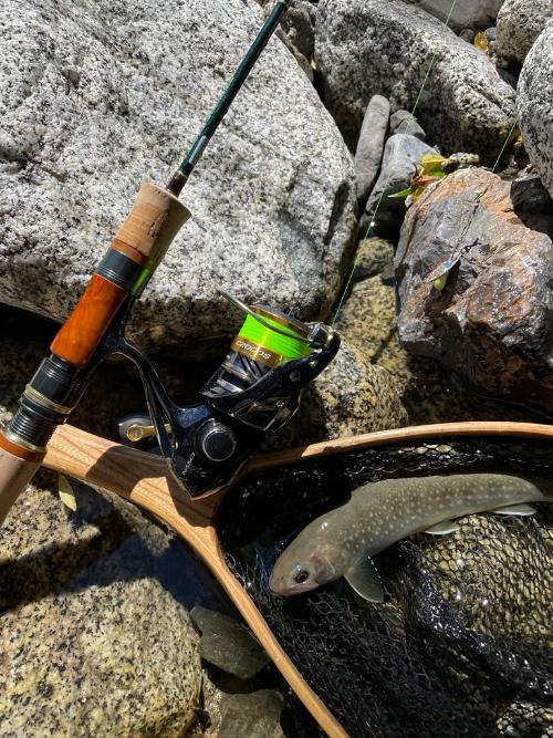 駒ヶ根市で釣れたイワナ