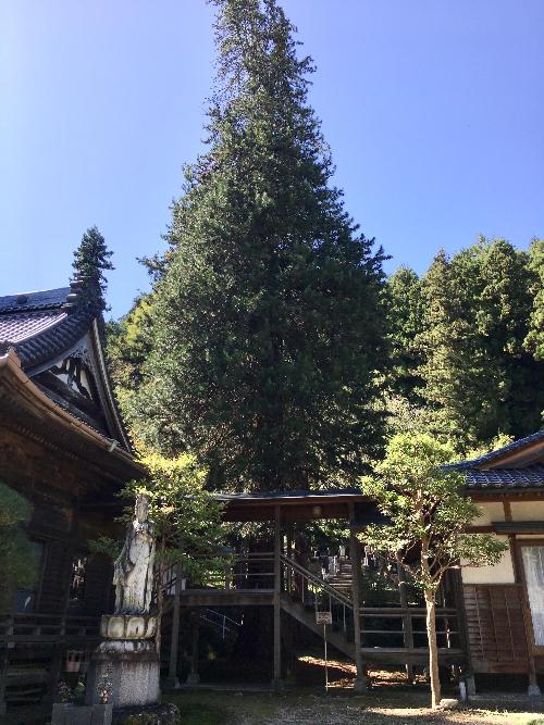 長春寺高野槇