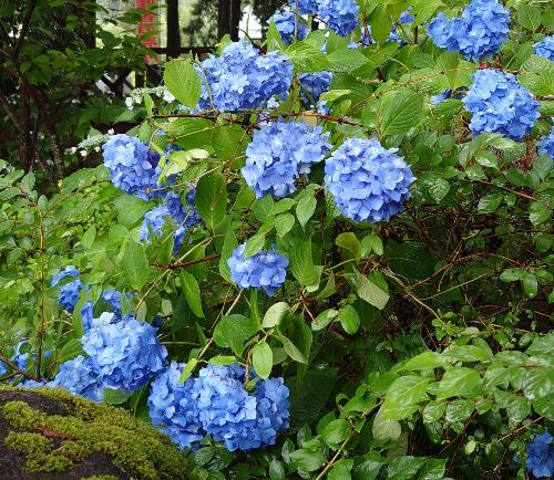 夏を彩るアジサイ