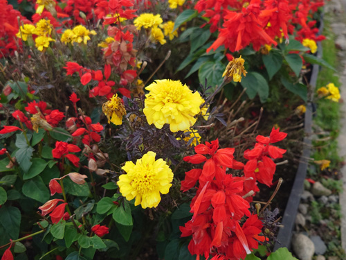 晩秋を彩る花壇の花々