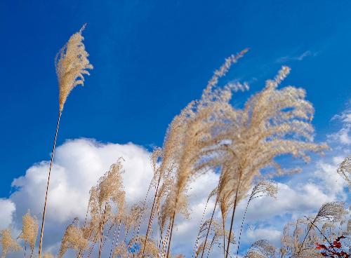 風にそよぐススキ