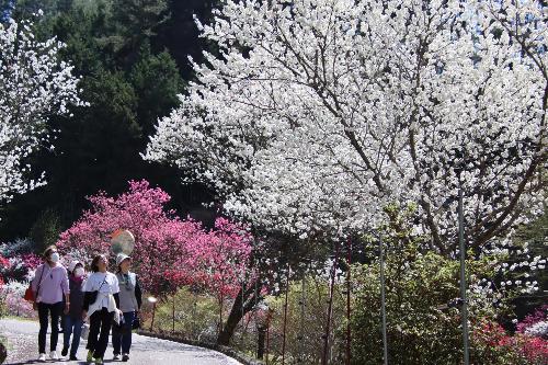 上割のハナモモを鑑賞する参加者