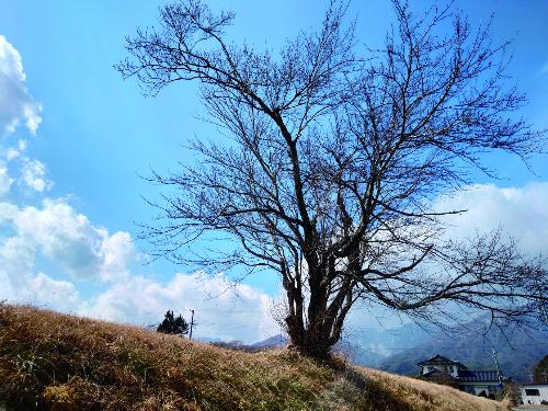 土手にたたずむ木