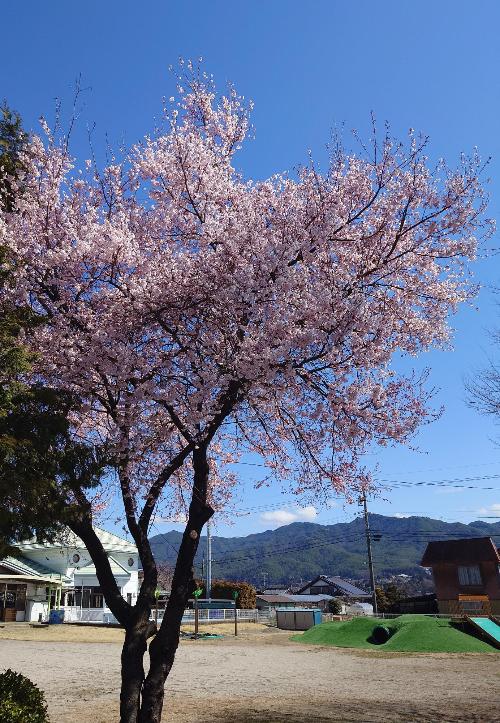 閉園した下平幼稚園の桜