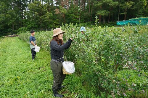 ブルーベリー収穫を体験する参加者