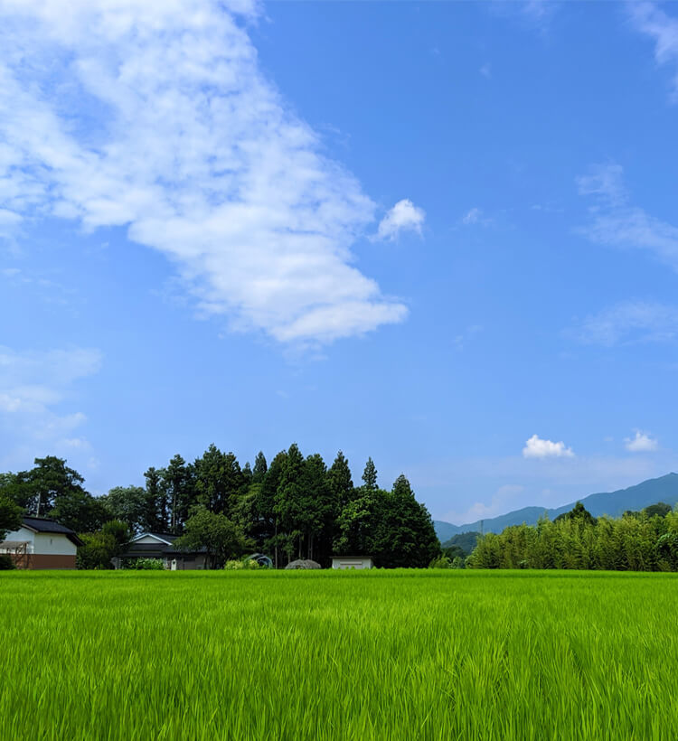 移住_夏の田んぼ道