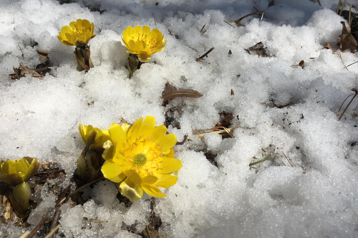 雪から顔を出す福寿草