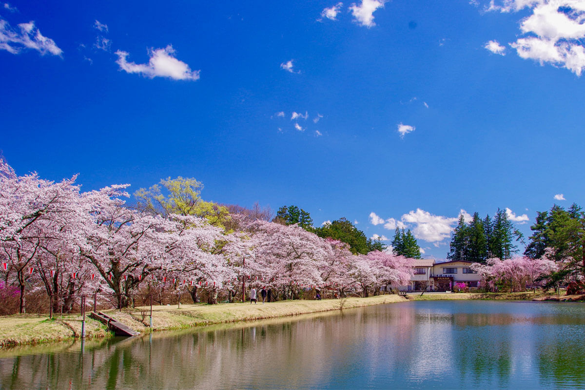 満開の桜が並ぶ馬見塚公園