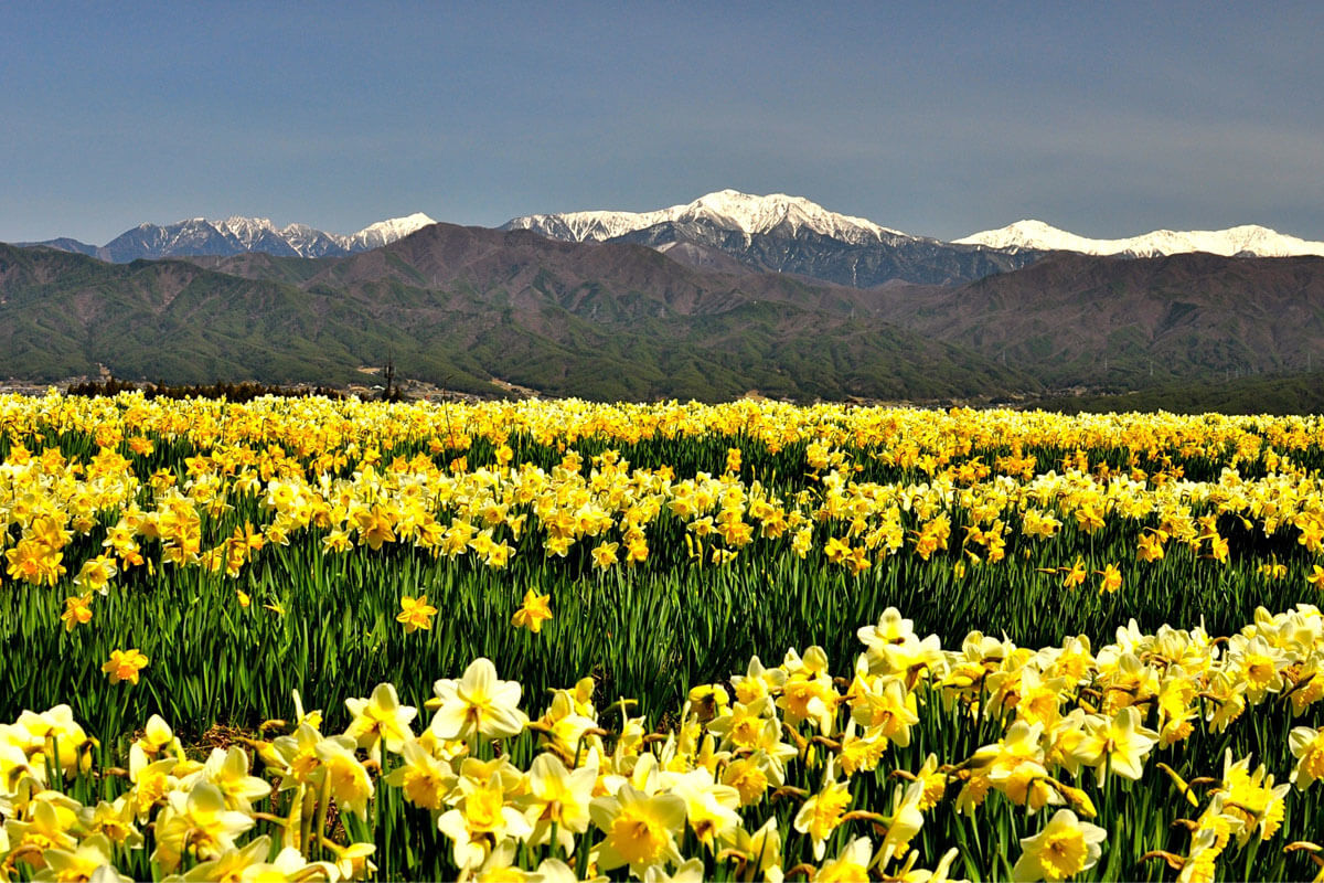 光善寺通りの水仙