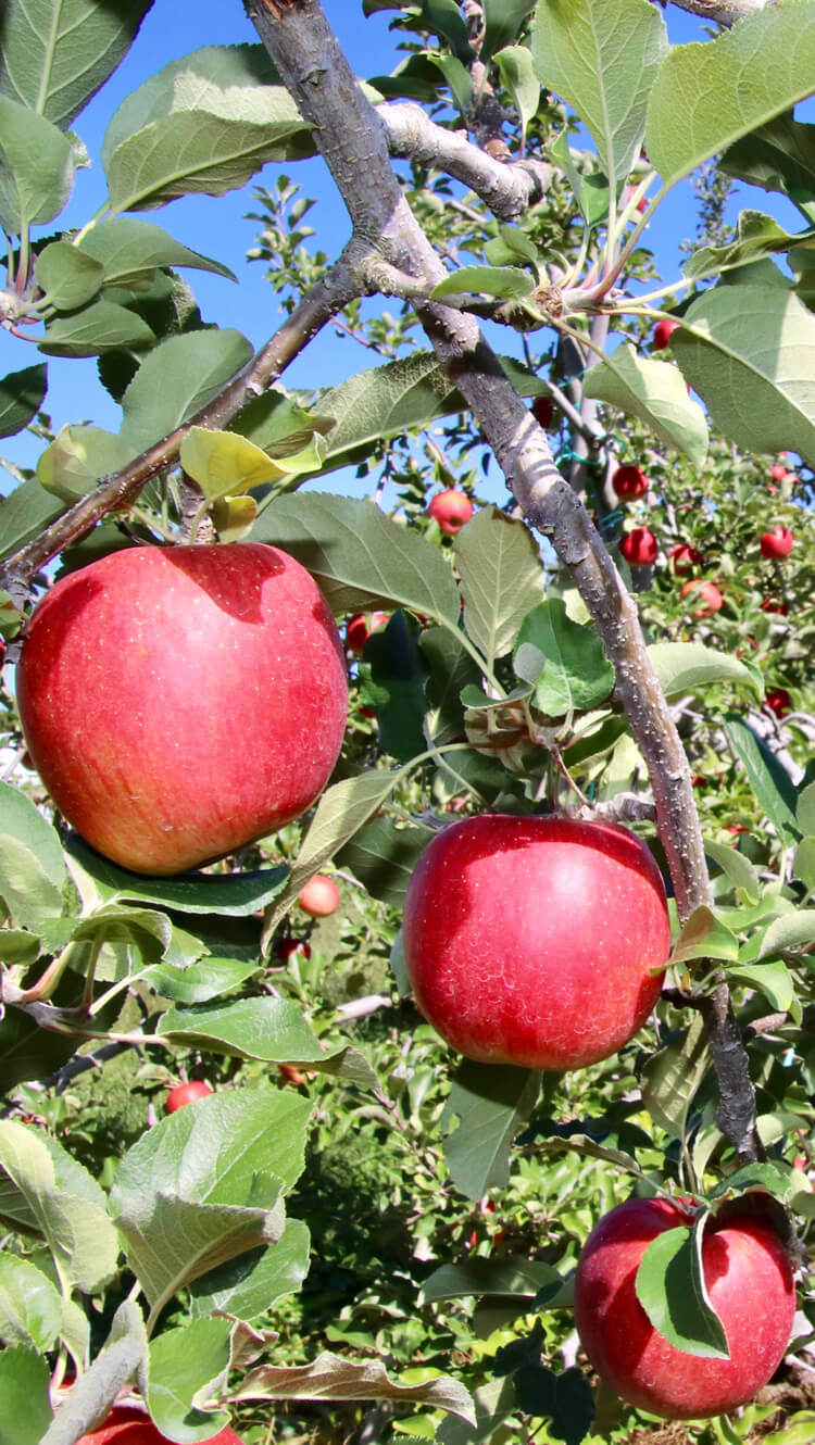 収穫時期を迎えたリンゴ