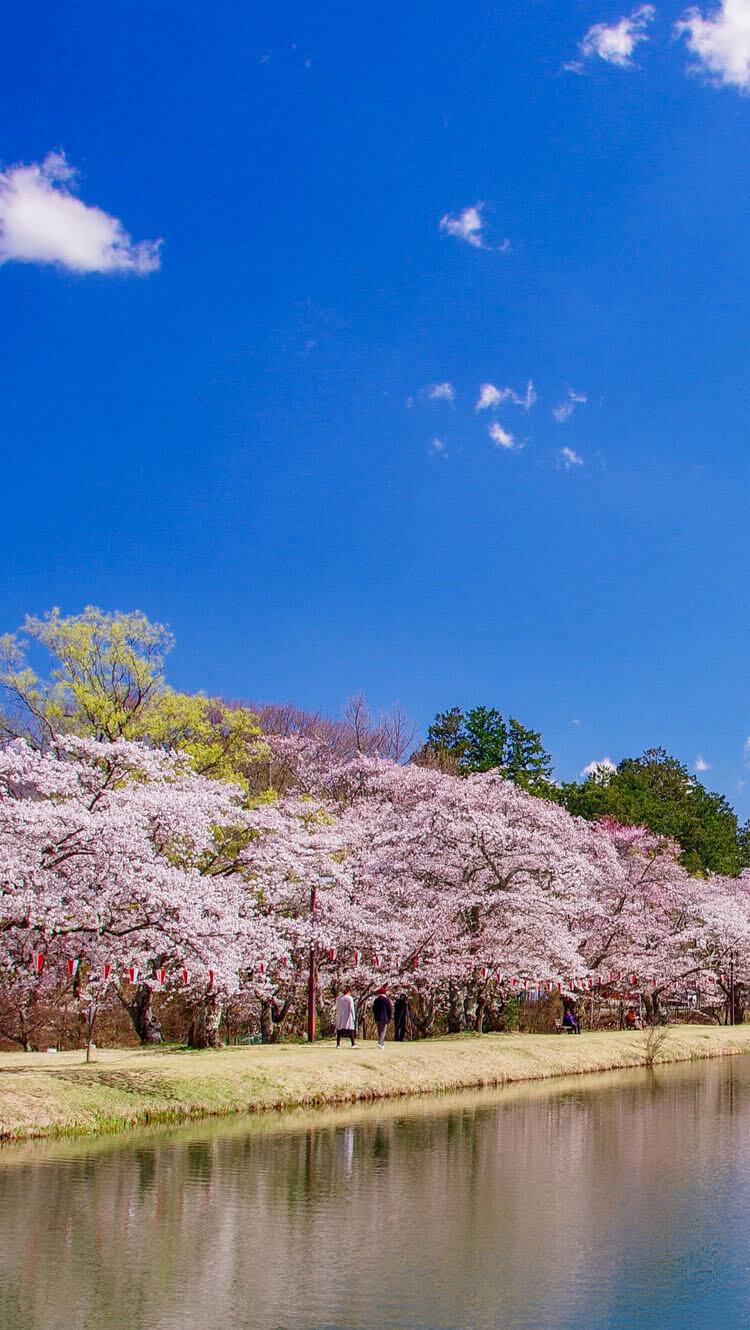 馬見塚公園の桜