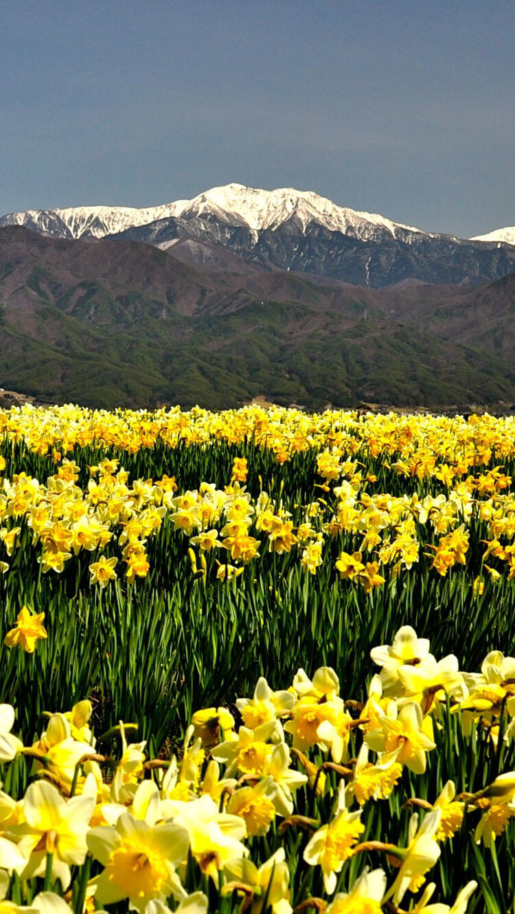 光善寺通りの水仙