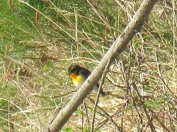 駒ヶ根高原の野鳥