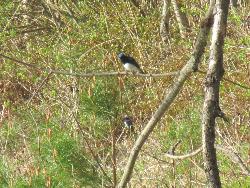 駒ヶ根高原の野鳥