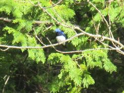 駒ヶ根高原の野鳥