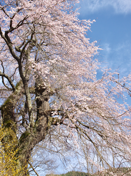 西光の枝垂桜