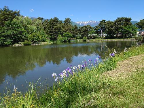夏風に揺れるカキツバタ