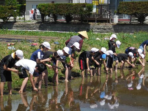 田植え