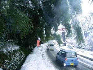 大雪で道路に垂れ下がる枝