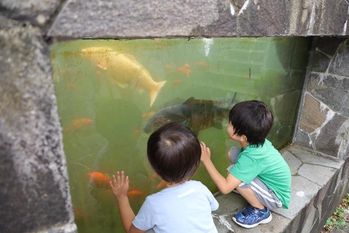 かっぱ池をのぞく子ども