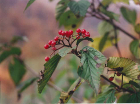 アキノガマズミ