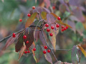 秋のコバノガマズミ