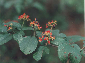 秋のヤブデマリ