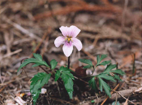 エイザンスミレ
