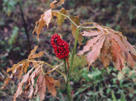 冬のマムシグサ