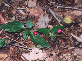 冬のツルリンドウ