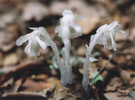 ギンリョウソウ