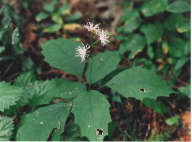 カシワバハグマ