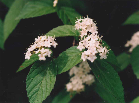 コバノガマズミ