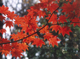 コハウチワカエデ