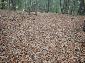 コナラの落ち葉