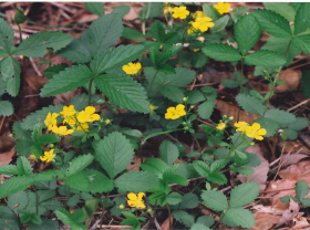 ミツバツチグリ