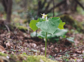 ミヤマエンレイソウ