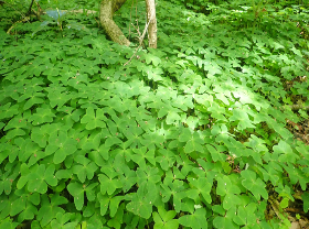 ミヤマカタバミ